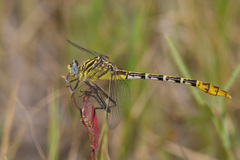 Dromogomphus spoliatus