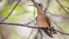 Buffy Hummingbird photo 4