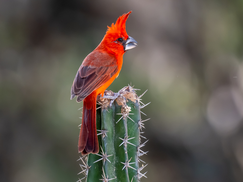 Vermilion Cardinal (Cardinalis phoeniceus) photo