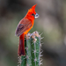 Vermilion Cardinal - Photo (c) doug_clarke, some rights reserved (CC BY-NC)