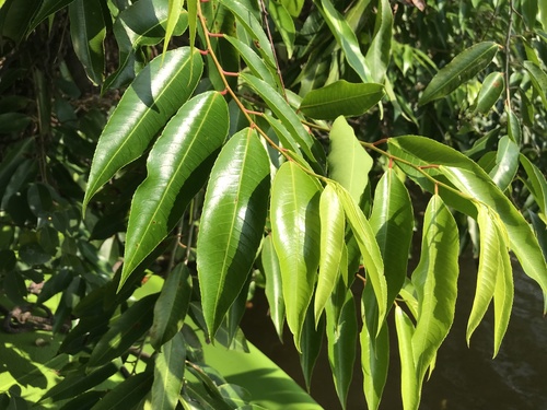 Shirakiopsis indica observed 2023-03-05