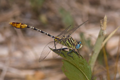 Dromogomphus spoliatus