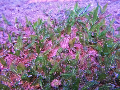 Image of Halophila decipiens by (c) Alberto Alcalá, some rights reserved (CC BY)