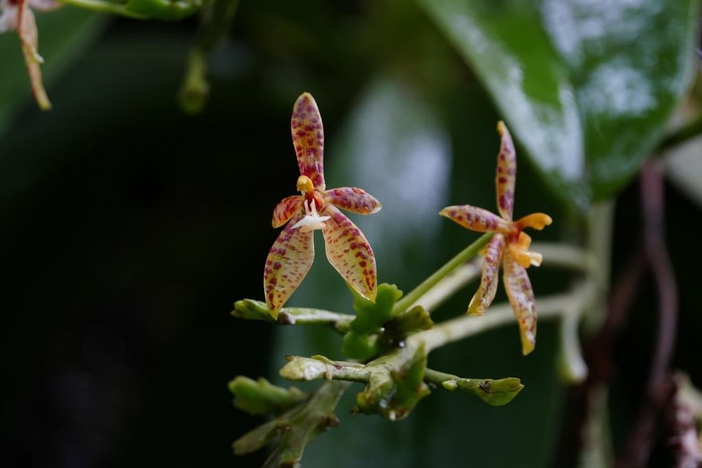 Phalaenopsis cornu-cervi