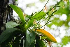 Phalaenopsis cornu-cervi, photograph (c) Samuel Lee, some rights reserved (CC BY)
