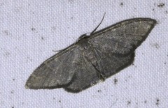 Idaea coercita