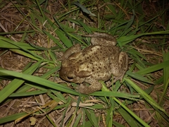 Bufo bufo
