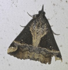 Dichromia quinqualis