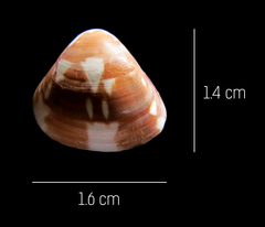 Tivela