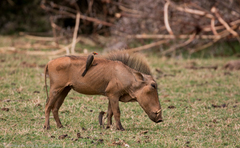 Desert Warthog photo 5