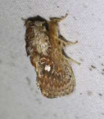 Pseudanapaea denotata