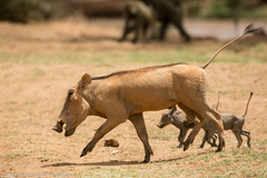 Desert Warthog photo 3