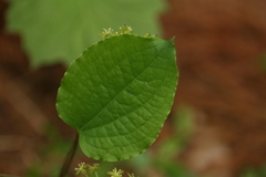 Smilax nipponica, photograph (c) Daniel J. Layton, some rights reserved (CC BY)