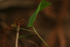 Smilax nipponica, photograph (c) Daniel J. Layton, some rights reserved (CC BY)