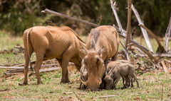 Desert Warthog photo 4
