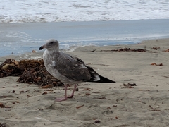 Larus occidentalis