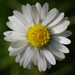 Lawn Daisy - Photo (c) Russell Cumming, some rights reserved (CC BY-NC), uploaded by Russell Cumming
