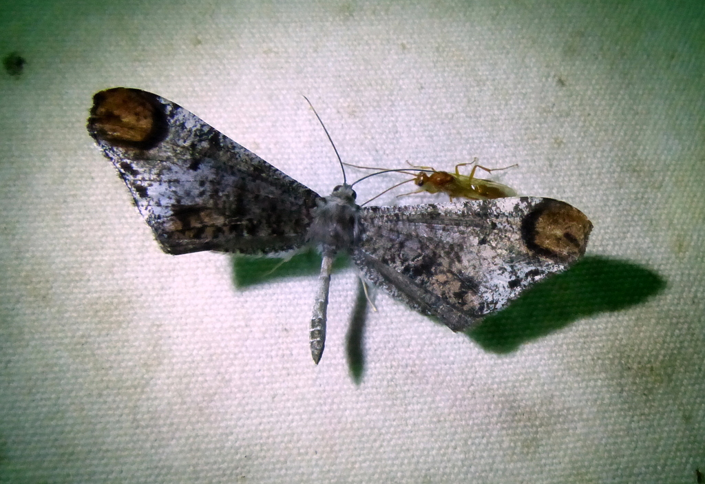 Macrosoma intermedia
