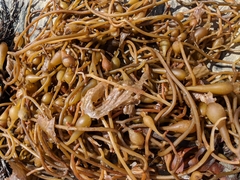 Macrocystis pyrifera