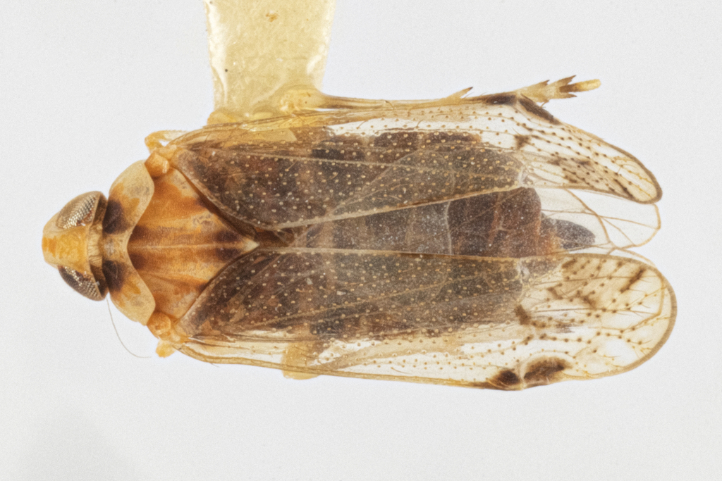 Haplaxius lyssa