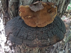 Phellinus badius