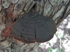 Phellinus badius