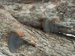Phellinus badius