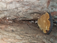 Phellinus badius