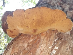 Phellinus badius