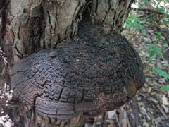 Phellinus badius