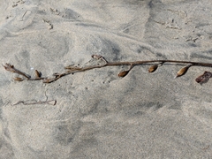 Macrocystis pyrifera