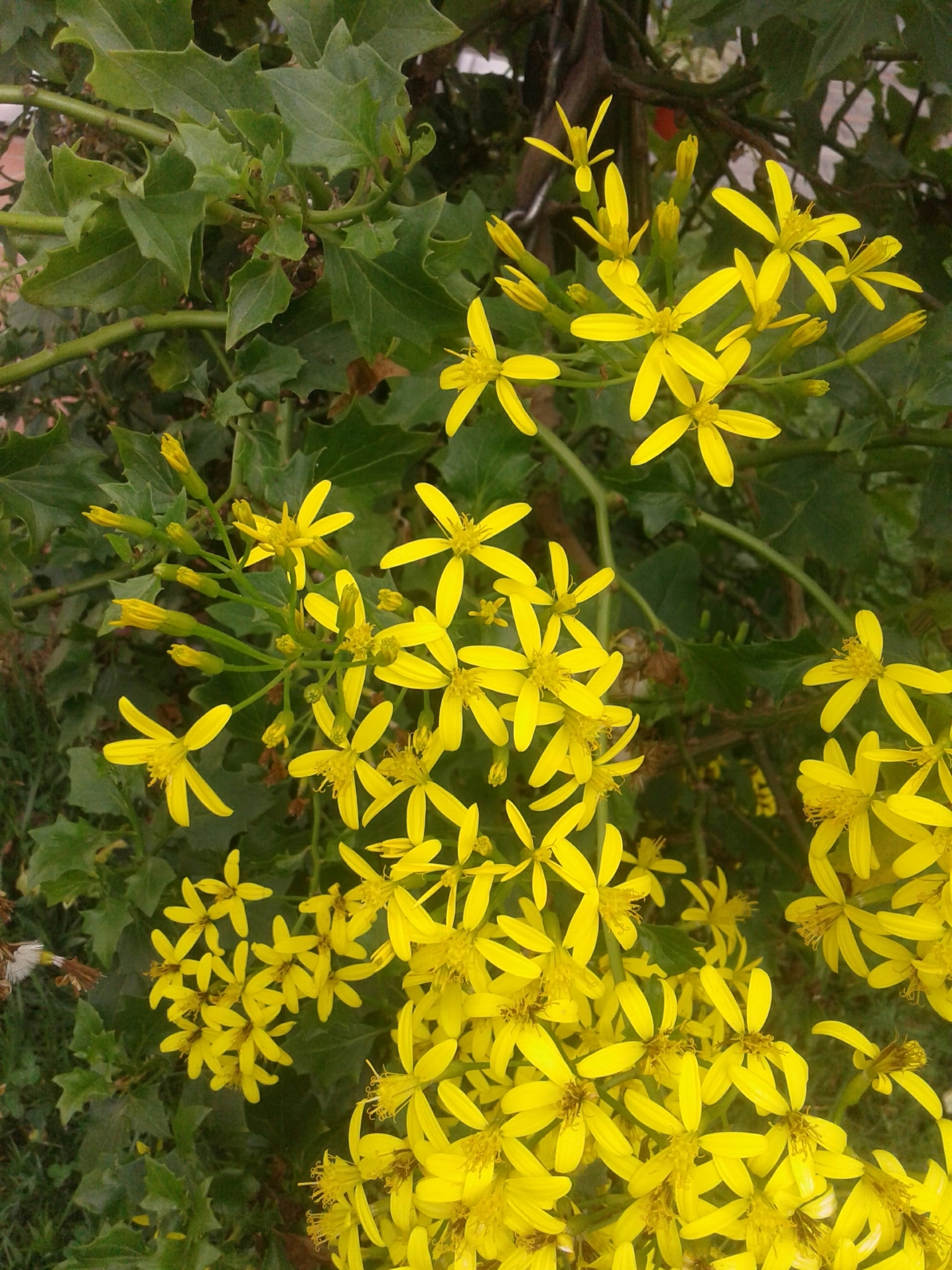 Senecio tamoides image