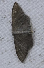Idaea coercita