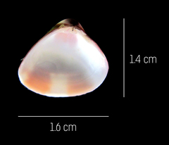 Tivela