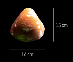 Tivela