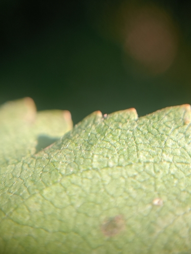 Image of Hoheria lyallii by (c) Joe Potter Butler, some rights reserved (CC BY)