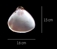 Tivela