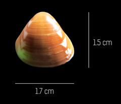 Tivela