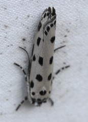 Ethmia sphaerosticha