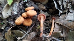 Lactarius strigosipes