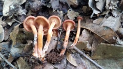 Lactarius strigosipes