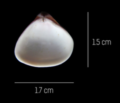 Tivela