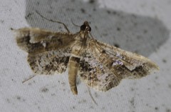 Merodictya marmorata
