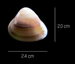 Tivela