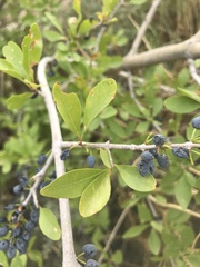 Forestiera pubescens pubescens