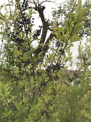 Forestiera pubescens pubescens