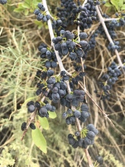 Forestiera pubescens pubescens