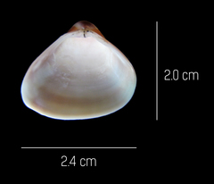 Tivela