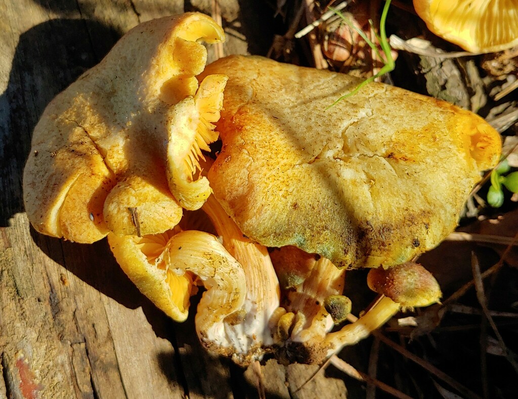 Gymnopilus subearlei