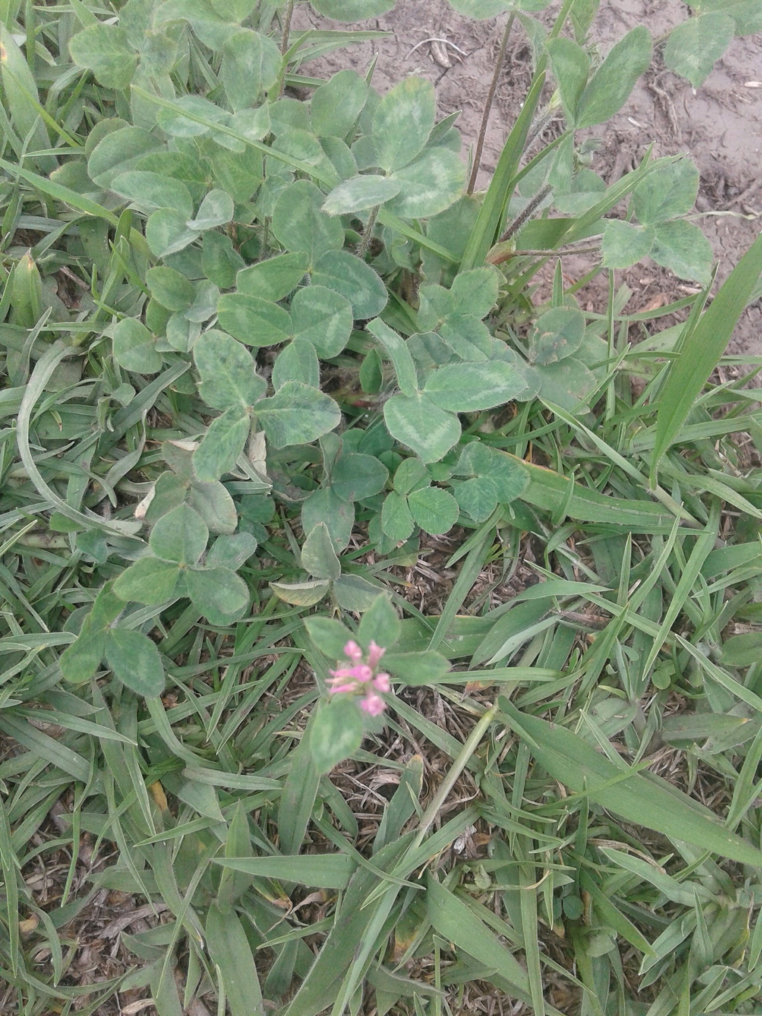 Trifolium image